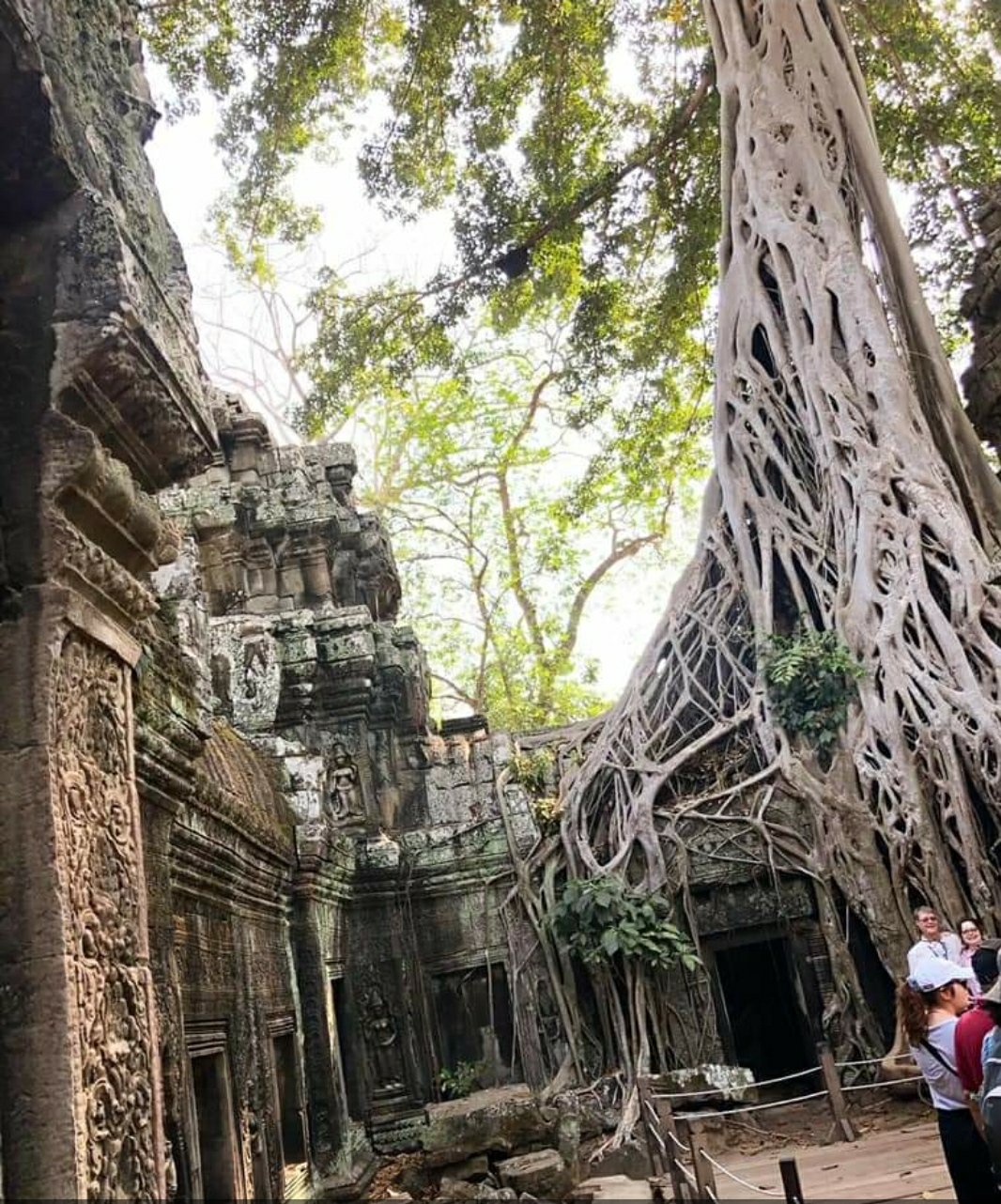 Mio caro fumetto... - Il tempio di Ta Prohm ad Angkor in Cambogia
