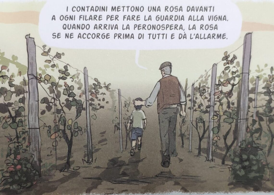 Mio caro fumetto... - La rosa difende la vigna dall'attacco della Peronospera